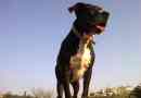 Skillnader mellan american pit bull terriers och american staffordshire terriers