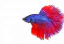 Hur gör betta fish mate