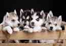 Hur många valpar kan en husky ha?