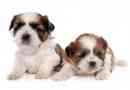 Hur många valpar kan en shih tzu ha
