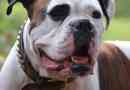 Hur mycket ska jag mata min boxerhund