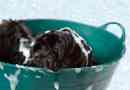 Hur man badar en hund som hatar vatten