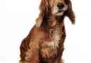 Hur man badar en hund utan vatten