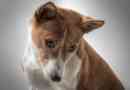 Hur man tar hand om en basenji-hund