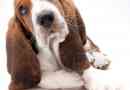 Hur man tar hand om en basset hound