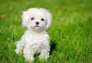 Hur man tar hand om en bichon maltese
