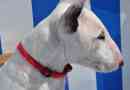Hur man tar hand om en bullterrier