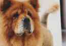 Hur man tar hand om en chow chow