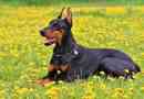 Hur man tar hand om en doberman