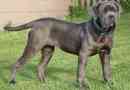 Hur man tar hand om en napolitansk mastiff