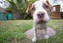 Hur man tar hand om en pit bull