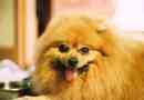 Hur man tar hand om en pomeranian