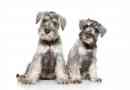 Hur man tar hand om en schnauzer