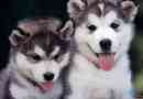 Hur man tar hand om en siberian husky på rätt sätt