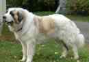 Hur man tar hand om en spansk mastiff