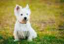 Hur man tar hand om en westie