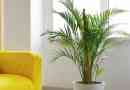 Hur man tar hand om en areca palm plant