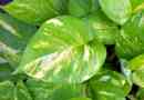 Hur man tar hand om devil's ivy