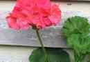 Hur man tar hand om pelargoner