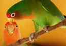 Hur man tar hand om lovebirds