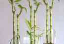 Hur man tar hand om lucky bamboo house plants