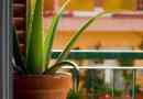 Hur man skär aloe vera-blad