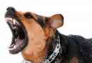Hur man handskas med en aggressiv hund