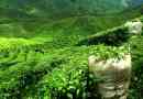 Hur man dricker darjeeling-te