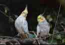 Hur man matar en cockatiel chick