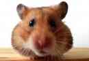 Hur man matar en hamster