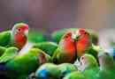 Hur man matar en lovebird