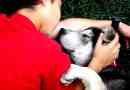 Hur man matar en gravid hund