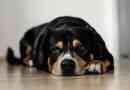 Hur man matar en gammal hund
