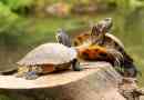Hur man matar terrapins om de inte äter köpt mat