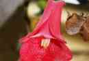 Hur man odlar lapageria rosea