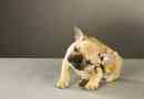 Hur man vet om min hund har en loppallergi