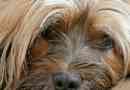 Hur man vet om min hund har depression