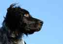 Hur man vet om min hund har leishmaniasis