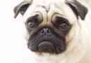 Hur man vet om min hund har parvovirus