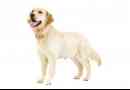 Hur man vet om din hund hade ett missfall