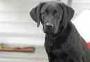 Hur man vet om din hund har artrit