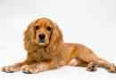 Hur man tar hand om en cocker spaniel