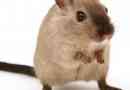 Hur man tar hand om en hamster