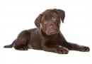 Hur man tar hand om en labrador retriever