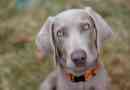 Hur man tar hand om en weimaraner