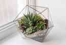 Hur man gör ett diy-suckulent-terrarium - alternativ till glasskålen