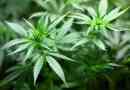Hur man gör marijuana te