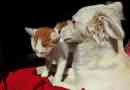 Hur man stoppar en hund som attackerar en katt
