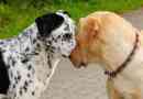 Hur man stoppar min hund att attackera andra hundar