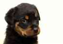 Hur man tar hand om en rottweiler